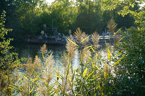 Emotionsfoto der Elblandschaft. Blick durch die Grashalme auf die Elbe im Hintergrund.